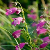 Red Rocks Penstemon